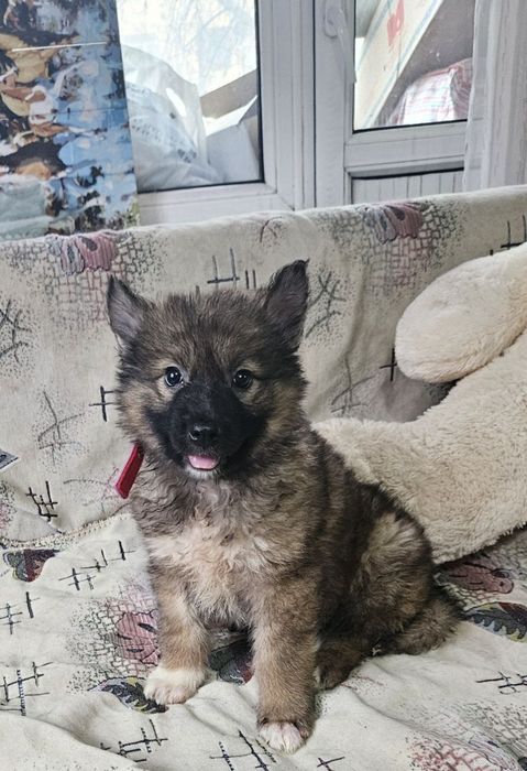 Отдам щенка  в добрые руки