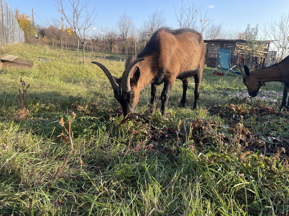 Vand Țap Alpin Francez sau Schimb cu Oaie tanară sau cu Capra Alpina