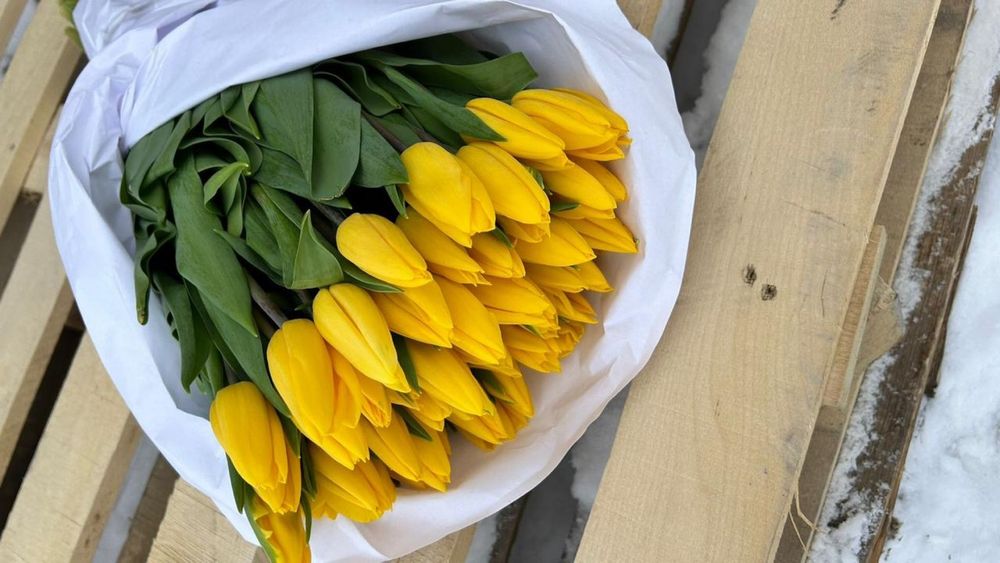 Тюльпан оптом ( луковица Голландия)