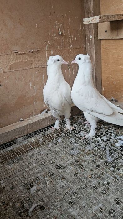 Голуби такла, молодняк