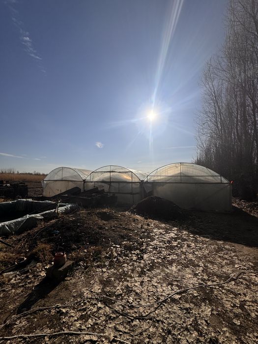 Issiqxona tayyor biznes sotiladi