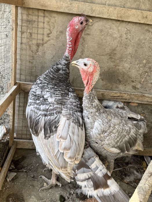 Zotdor kurka bir juft