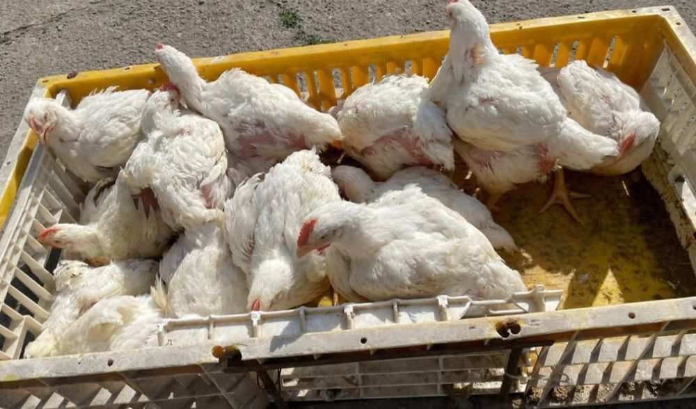 Bună ziua dragi clienți astăzi deschidem prima serie de pui Albi de carne și colorat rasă mixtă