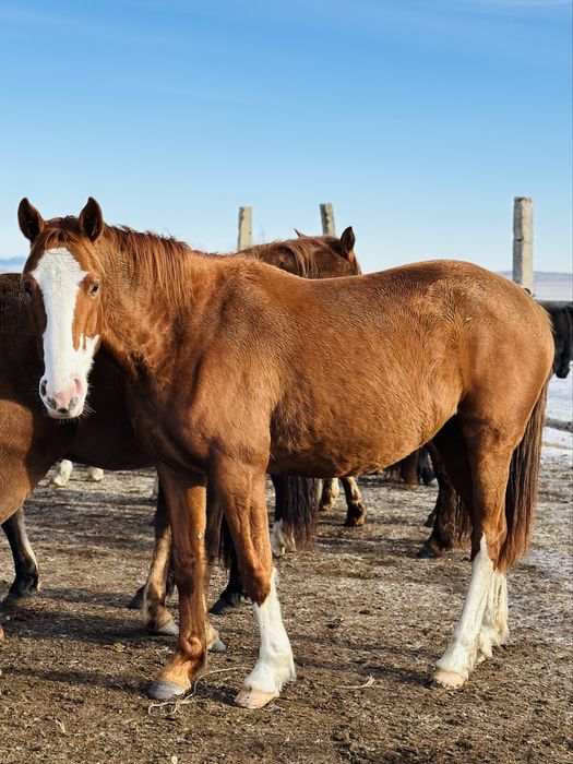 Таза қан байтал сатылады