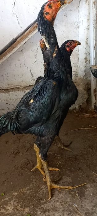 Ялтироқ Ганой ва Мамбо тухумлари