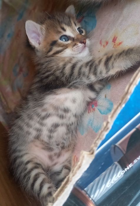 Котята  в добрые руки!