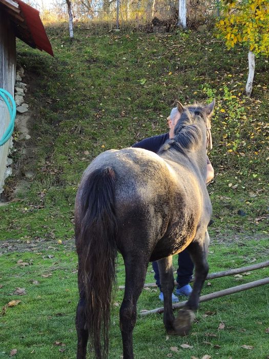 Cal deres ,vârstă 2 ani