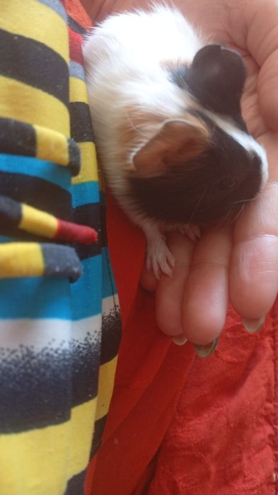 Продам морских свинок