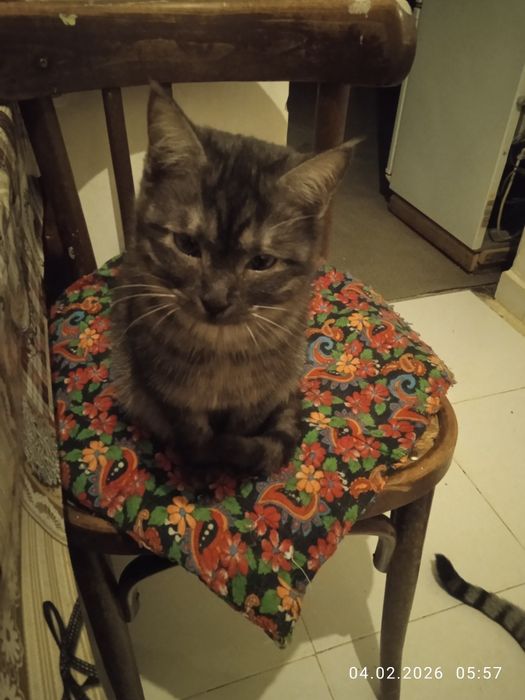 Роздам солнечно рыжых красивых котят!!!