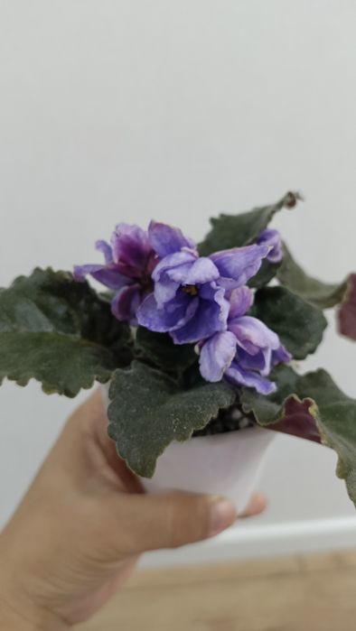 Фиалка безымяшка