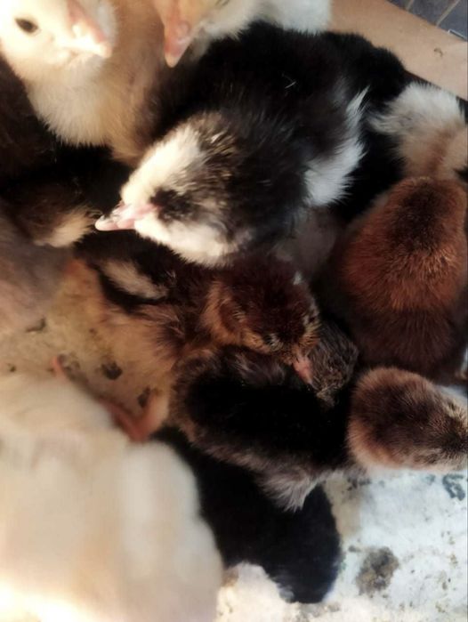 Домашние цыплята суточные