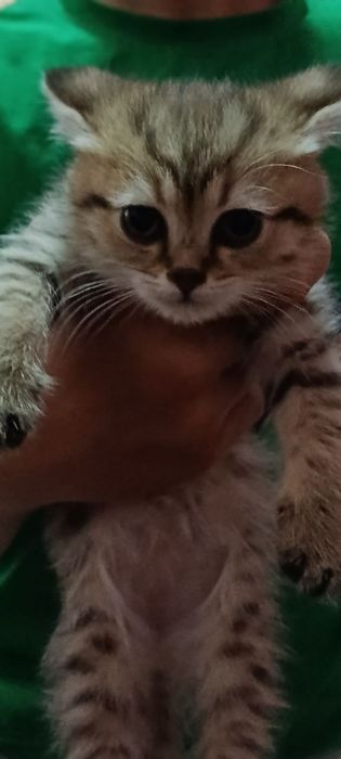 Продаётся породистые котёнка