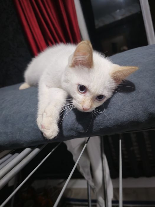 Котенок в добрые руки