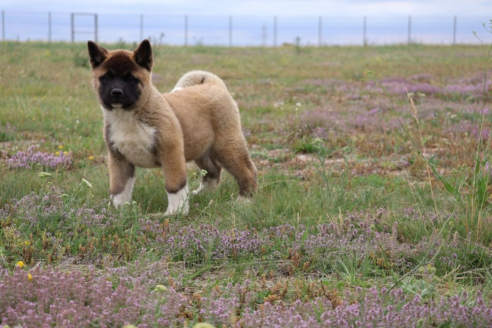 Femela akita american