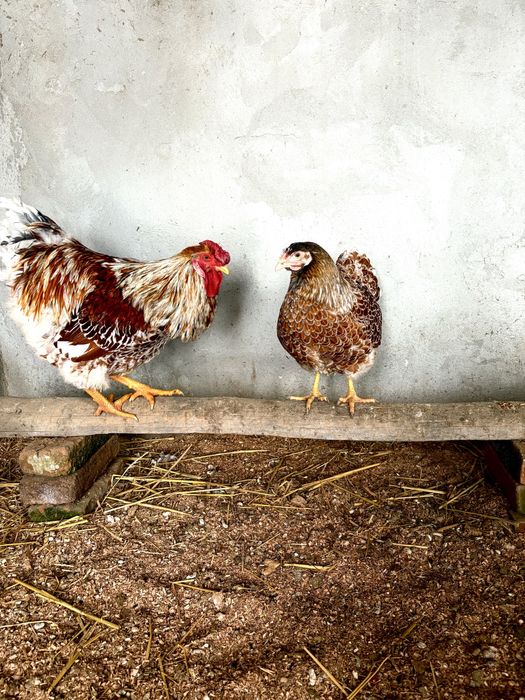 Familii Wyandotte Splash