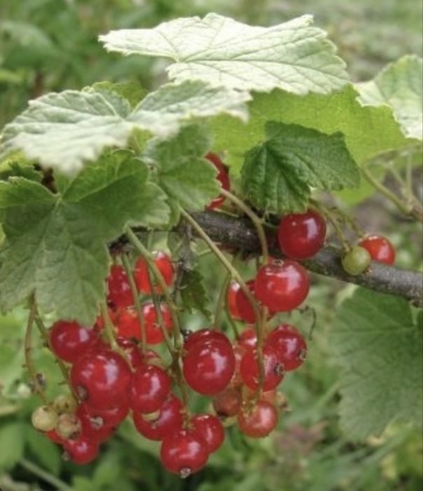 Vand coacaze rosii
