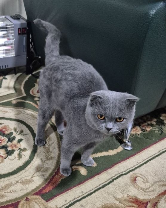 Мушук сотилади