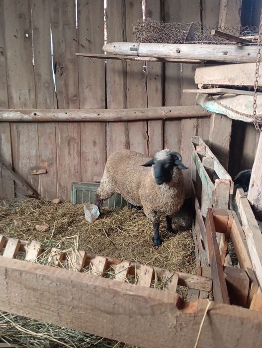 Vând sau schimb berbec metis sulfok