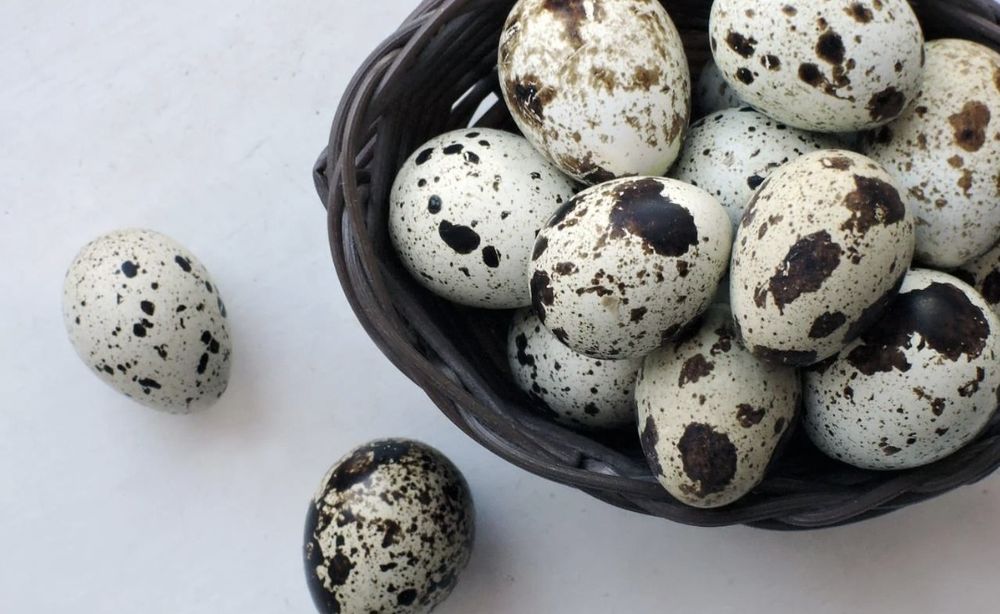 Ouă de prepeliță de vânzare