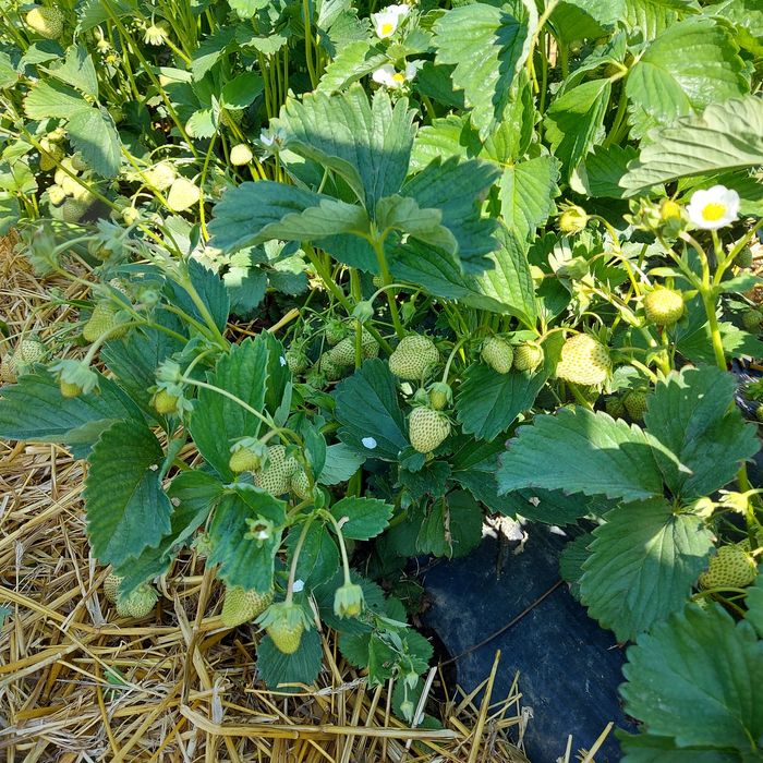 Ofer spre vânzare stoloni capsuni Albion ,Alba ,Asia și altele