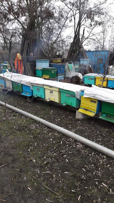 Vand miere de albine si stupi,in conditii excelente.