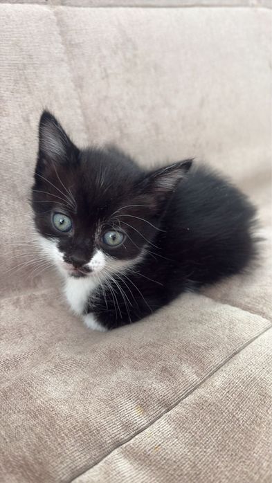 Котята срочно ищют дом