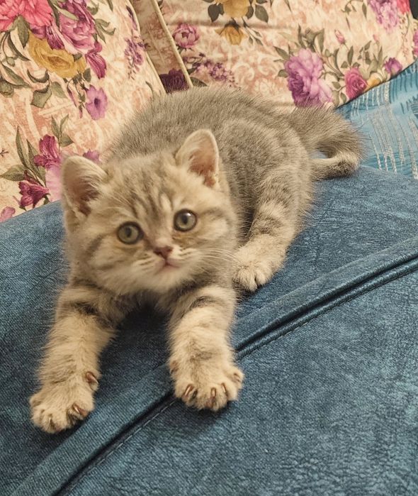 Продаются Котята