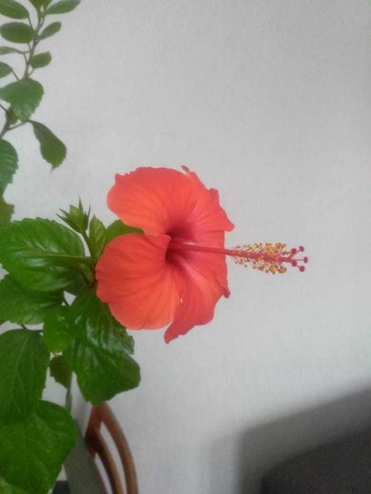 Гибискус "Китайская роза" 2 видов