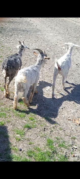 Ешкилер сатылады.Теке сатылады