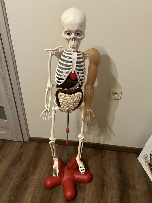 Колекция човешкото тяло