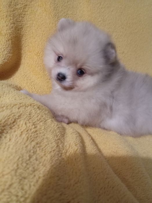 Продам щенка шпица