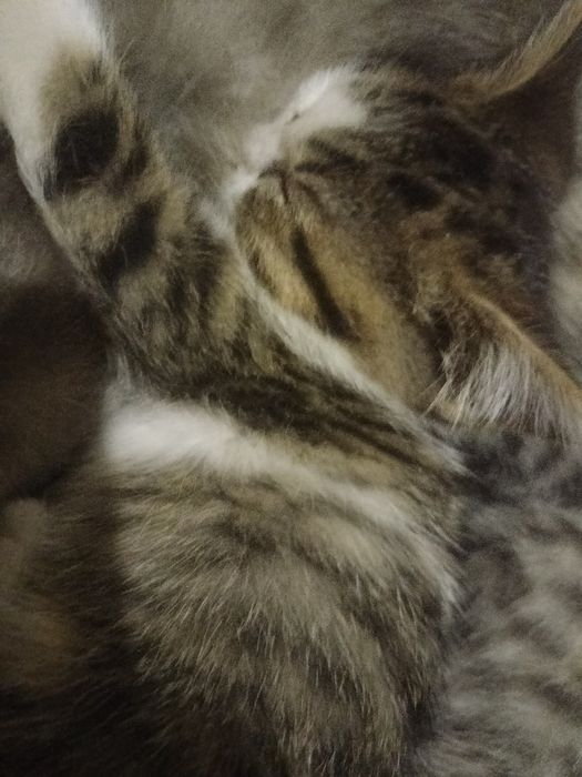 Котята бесплатно