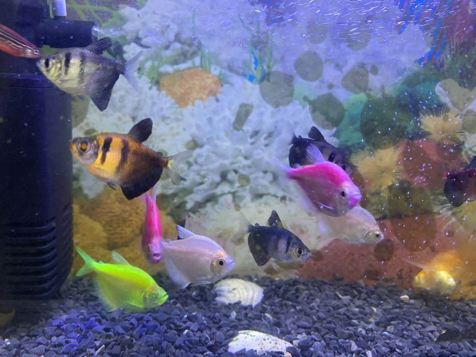 Продам рыбу аквариумный