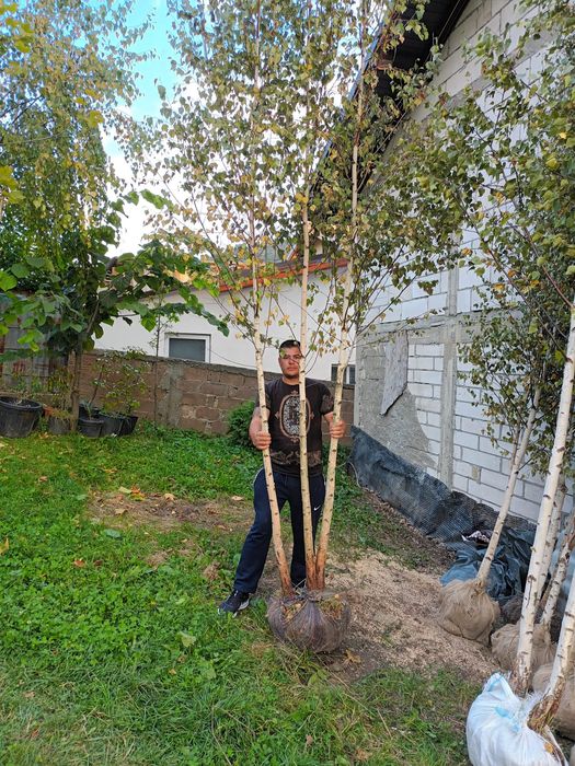 Vând mesteacăn alb ornamental Din propria producție