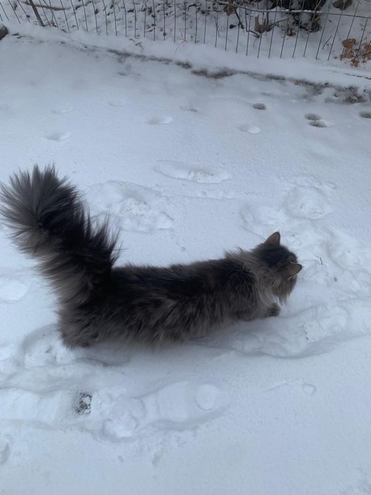 Котята бесплатно