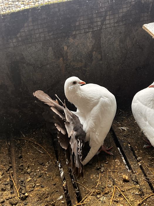 Vand porumbei curcani