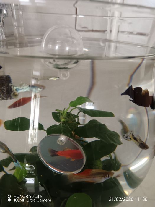 Vind oglinda pentru pește beta