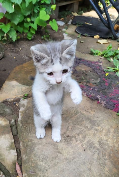 Котята бесплатно