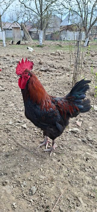Cocoși marans negru aramiu