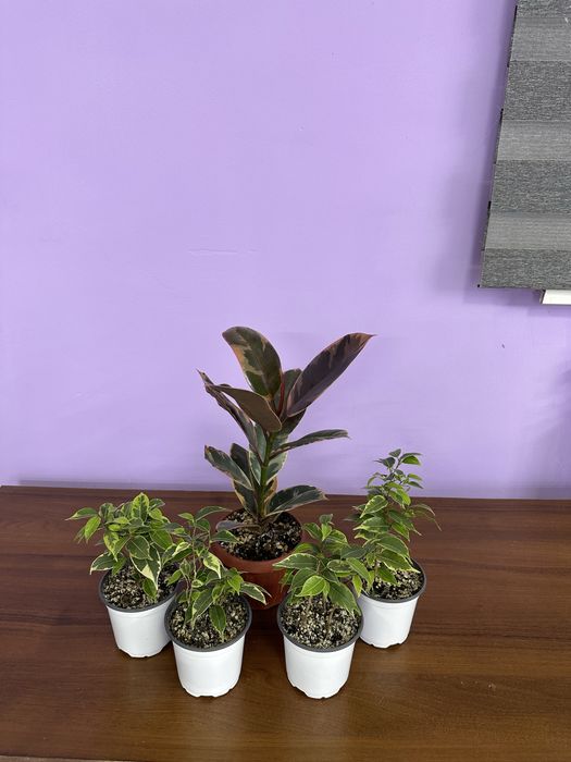 Фикусы , ухоженные адоптирлванные