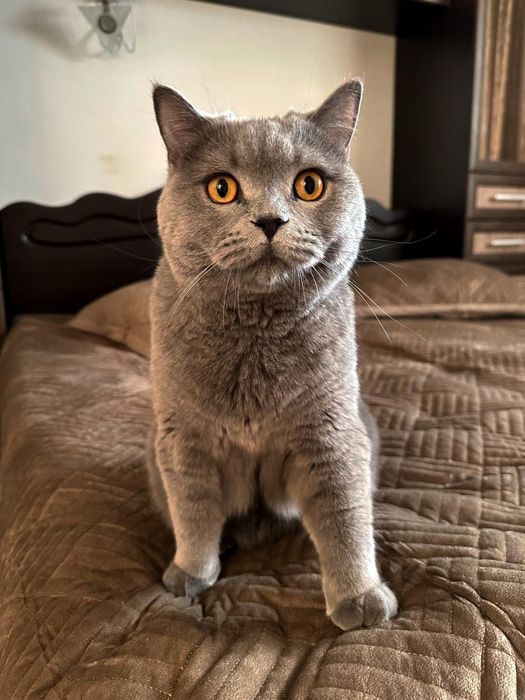 Отдам британца в добрые руки