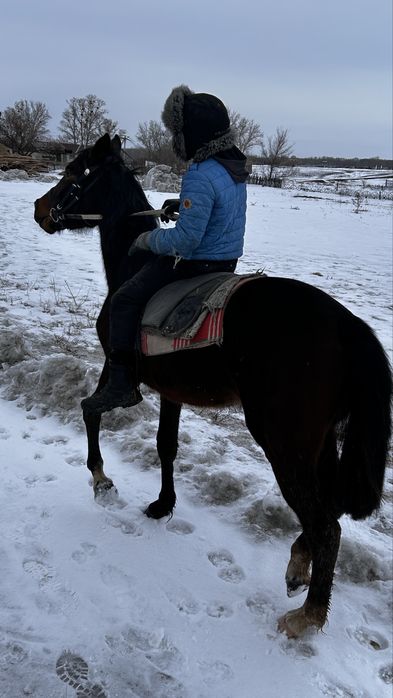 Таза канды тай(полторашка) урғашы