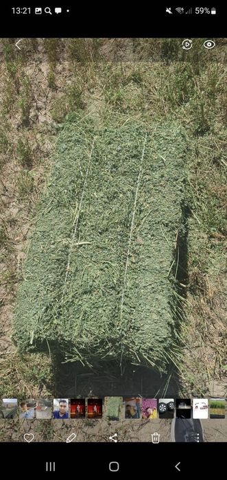 Продам люцерну,урожай 2025