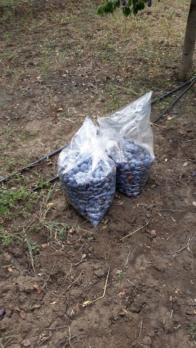 Prune pentru tuica