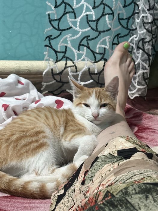 Отдам котенка в добрые руки срочно