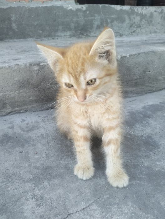 Отдадим котят в хорошие руки