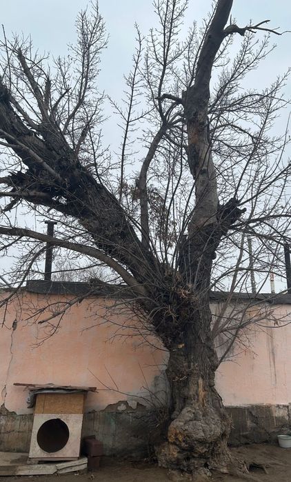 Тал, ағаш отынға тегін