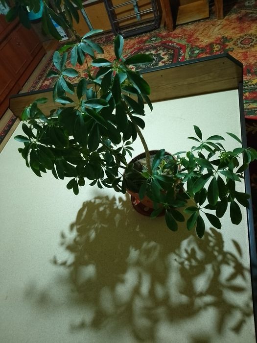 Tabiiy Diffenbaxiya guli