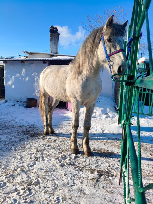 Продаётся жеребец 7 лет