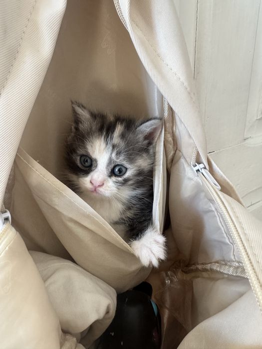 Котята.